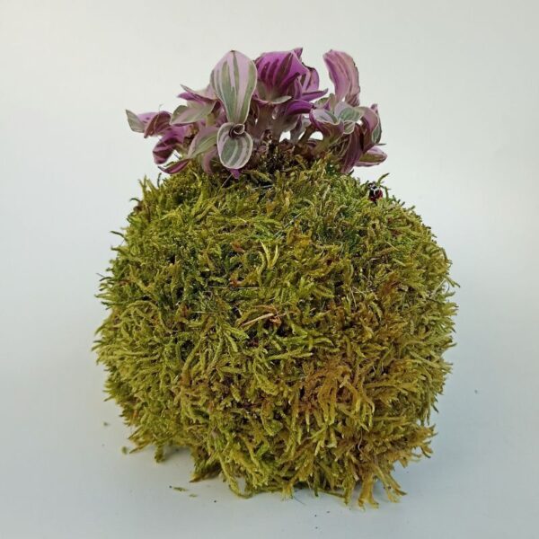 Kokedama Tradescantia Sweetness – Image 3