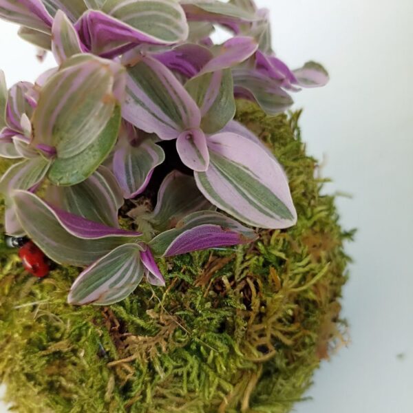 Kokedama Tradescantia Sweetness – Image 2