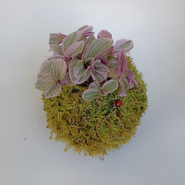 Kokedama Tradescantia Sweetness – Image 4