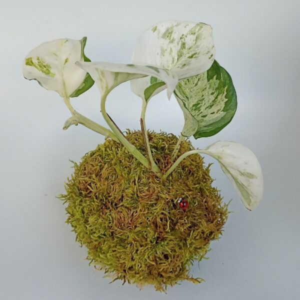 Kokedama Scindapsus Happy Leaf – Image 4