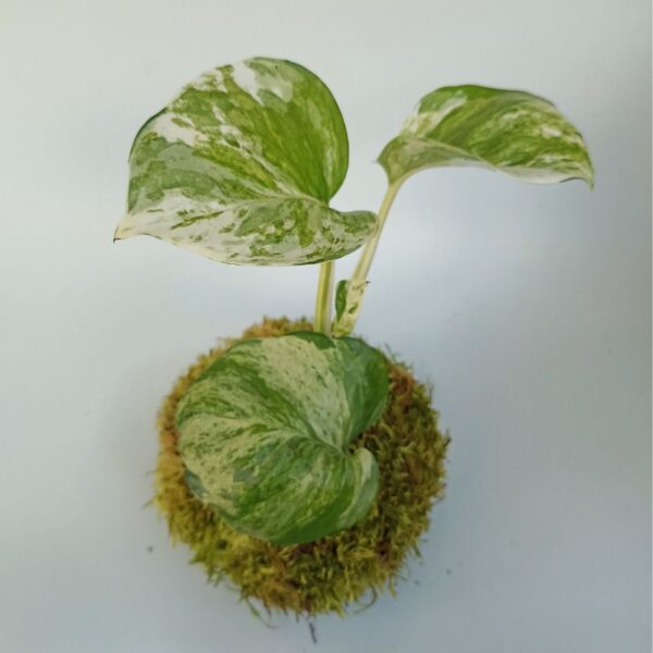 Kokedama Scindapsus Marble Queen – Image 4
