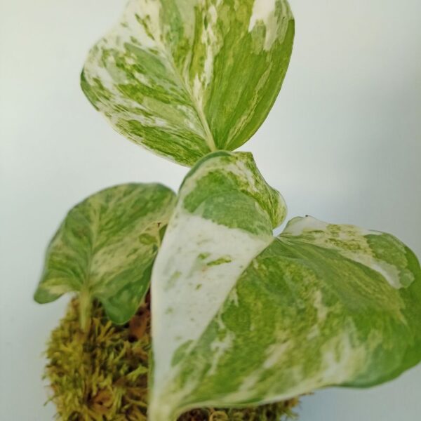kokedama marble queen scindapsus