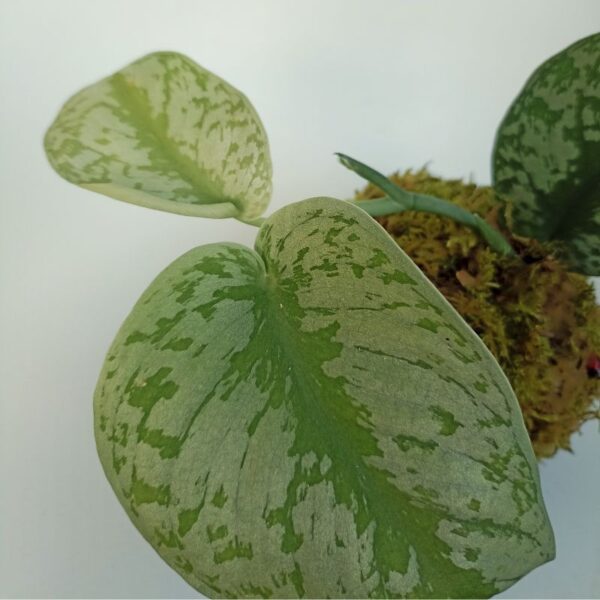 Kokedama Scindapsus Pictus Trebie – Image 4
