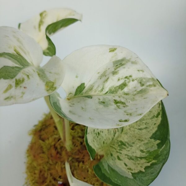 Kokedama Scindapsus Happy Leaf – Image 3