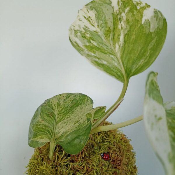 Kokedama Scindapsus Marble Queen – Image 2