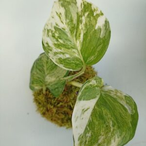 Petit Kokedama Poétique Plante au choix - Marble queen