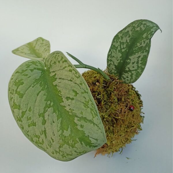 Kokedama Scindapsus Pictus Trebie – Image 3