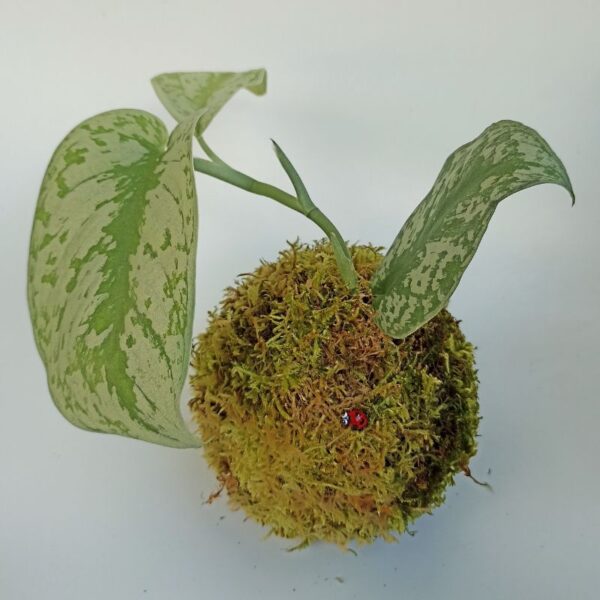 Kokedama Scindapsus Pictus Trebie – Image 2