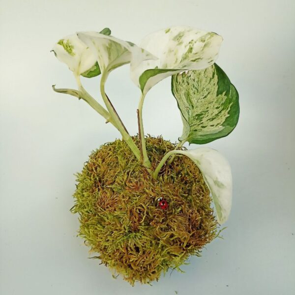 Kokedama Scindapsus Happy Leaf – Image 2