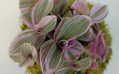 Conseils et astuces pour prendre soin de votre plante