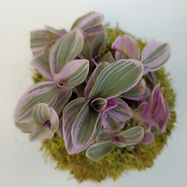 sweetness kokedama