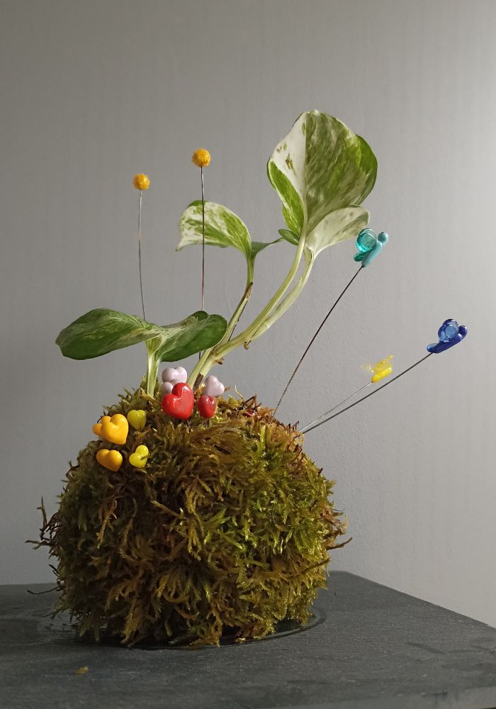kokedama papi antonio