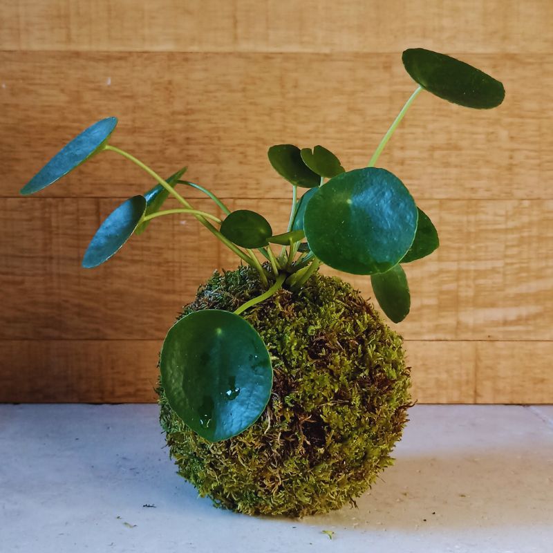 Kokedama Pilea – Image 3