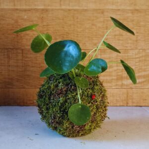 kokedama pilea