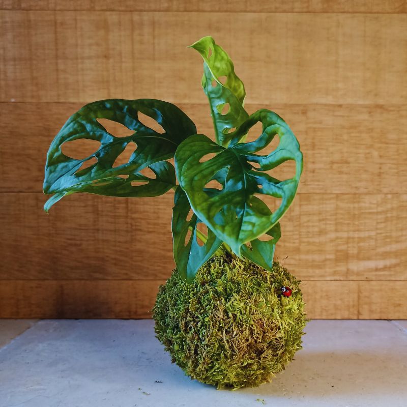 kokedama monstera