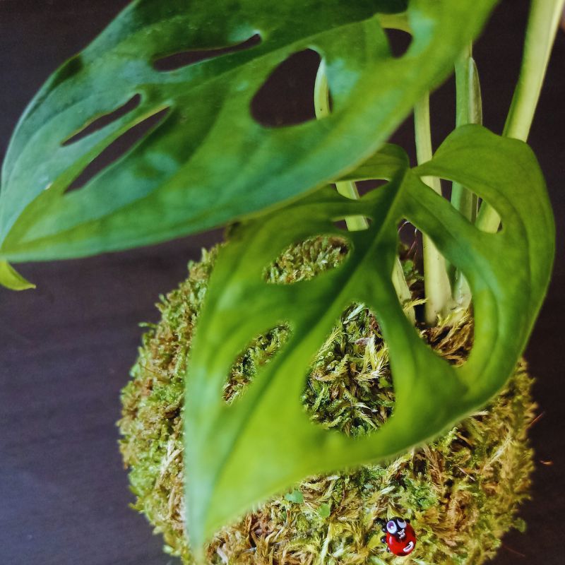 Kokedama Monstera – Image 2