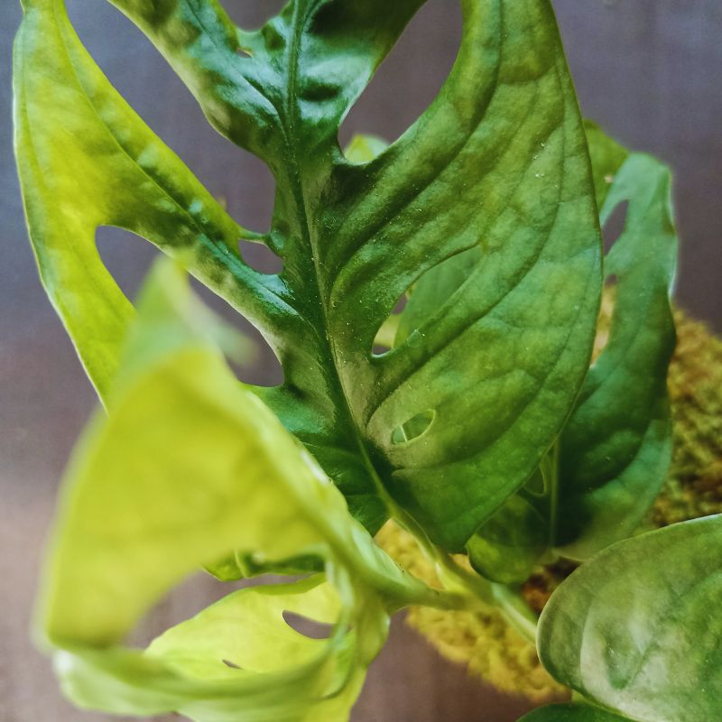 Kokedama Monstera – Image 3