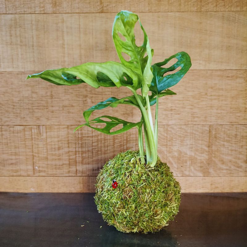 Kokedama Monstera – Image 4