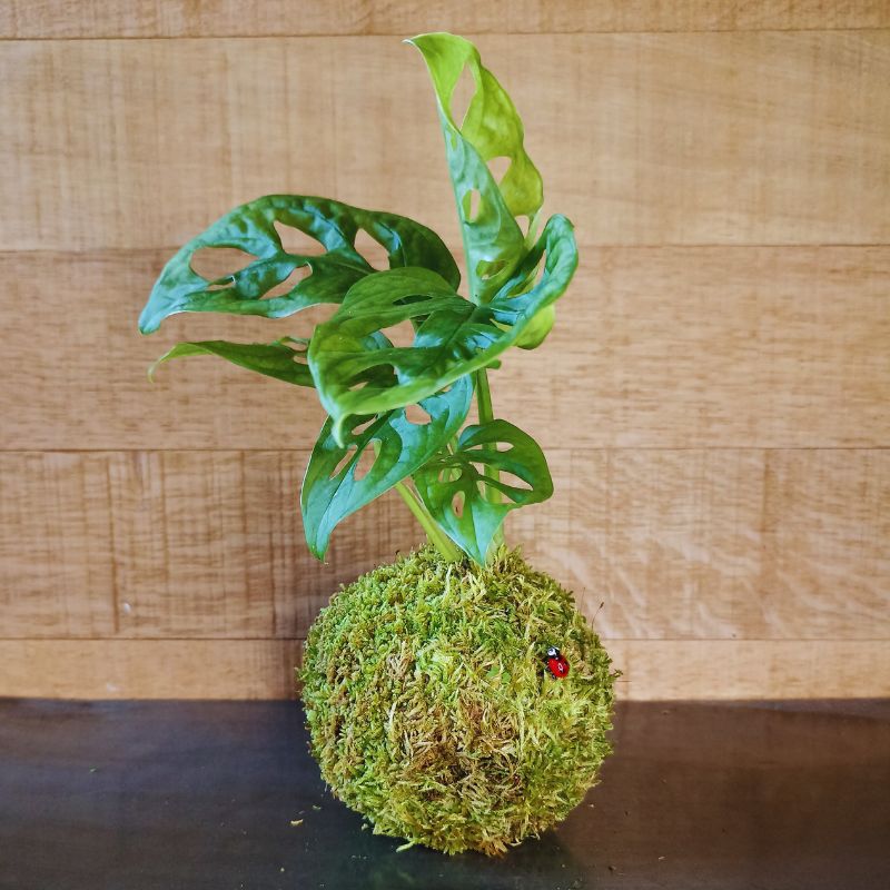 Kokedama Monstera – Image 5