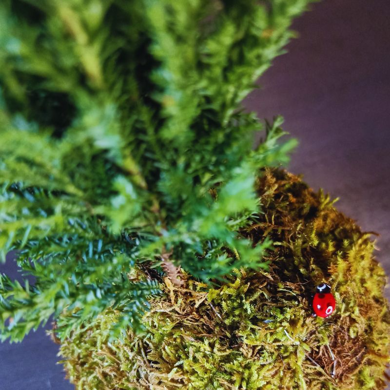 Kokedama Ellwoodii – Image 2