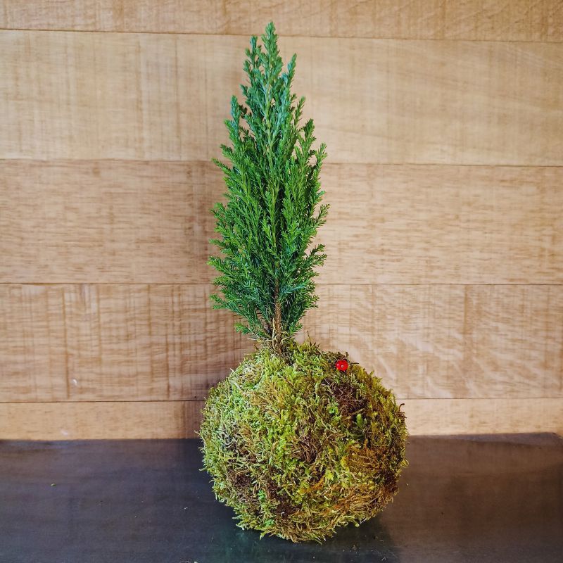 Kokedama Ellwoodii – Image 3