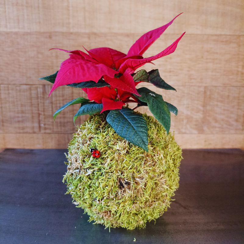 Kokedama Étoile de Noël – Image 2