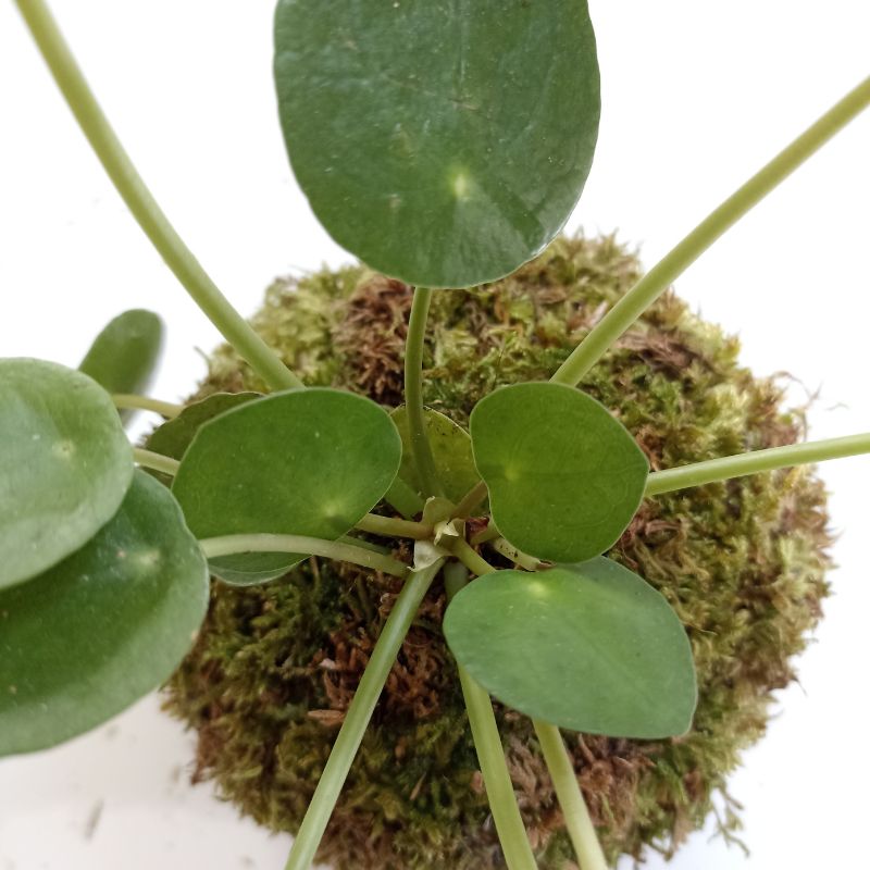 Kokedama Pilea – Image 4