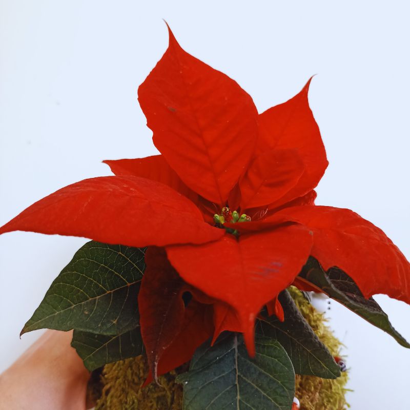 Kokedama Étoile de Noël – Image 3