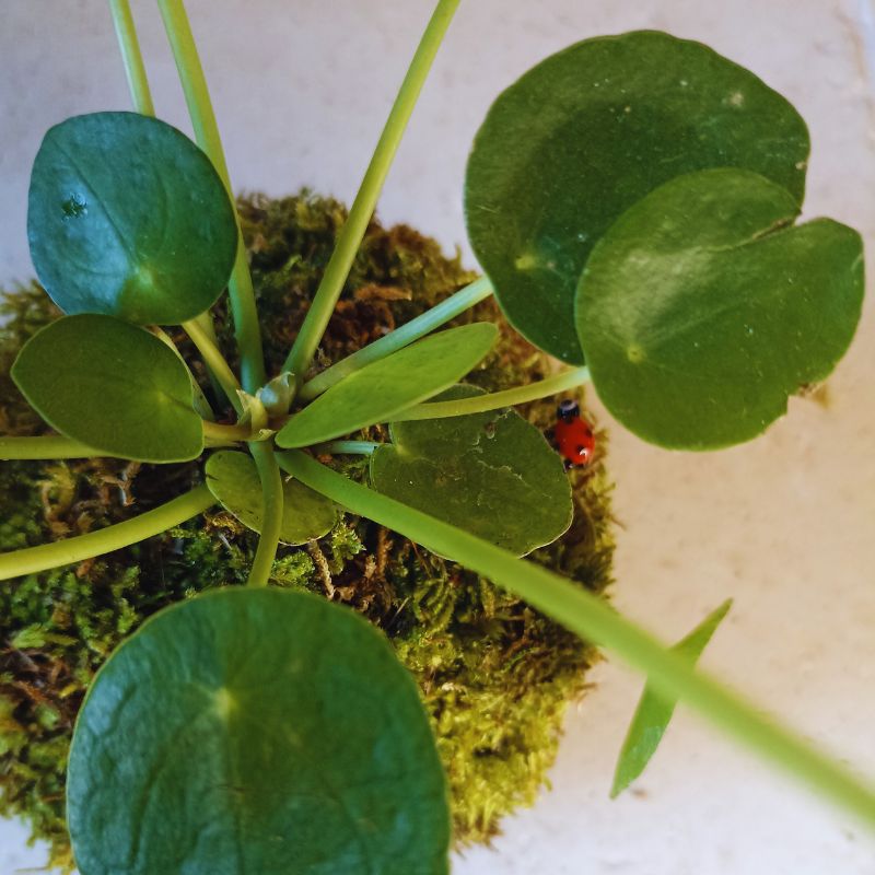 Kokedama Pilea – Image 2