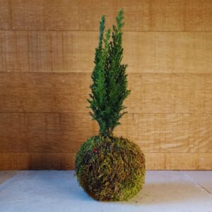 kokedama sapin de noël