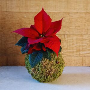 étoile de noël kokedama