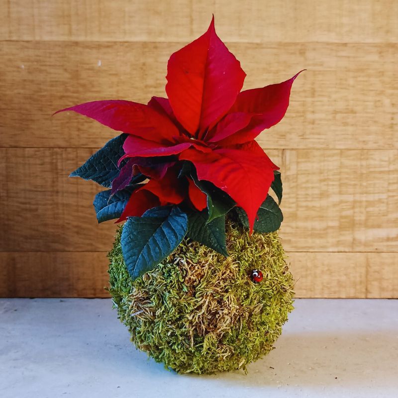 étoile de noël kokedama