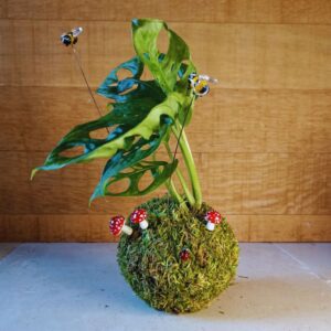 grand kokedama poétique