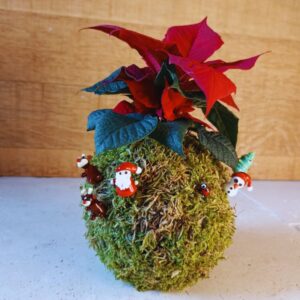 kokedama édition spéciale Noel