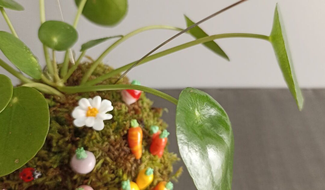 Les racines de mon univers : le goût de la gratitude