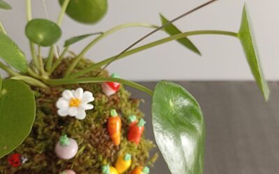 Les racines de mon univers : le goût de la gratitude