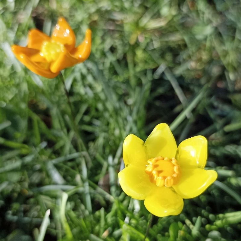 La Jonquille – Image 3