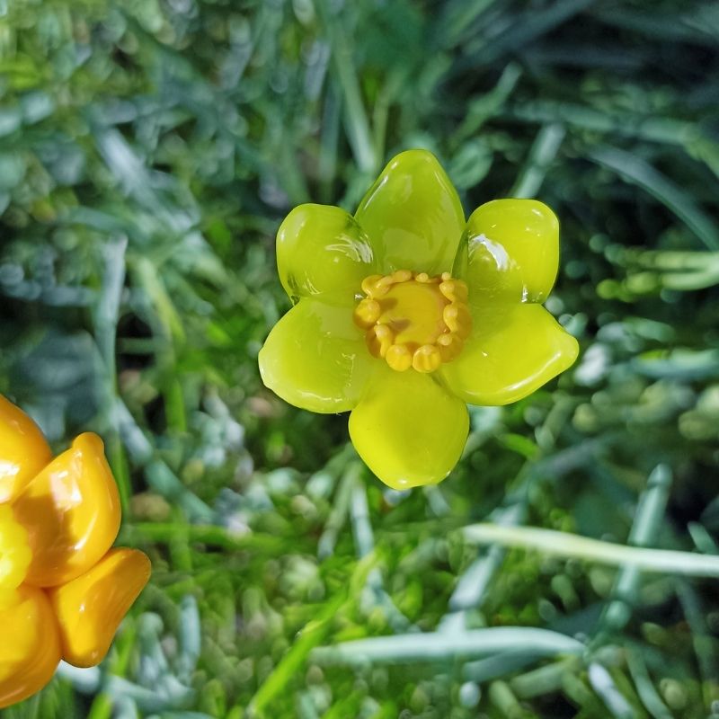 La Jonquille – Image 5