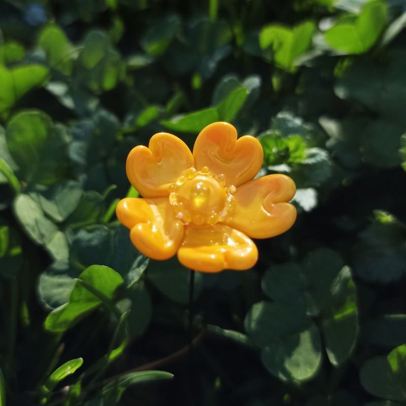 Le Millepertuis – Image 2