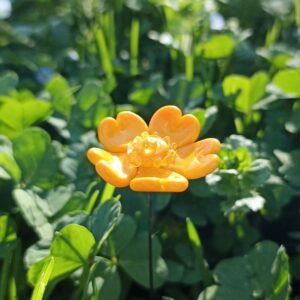 millepertuis-verre-murano